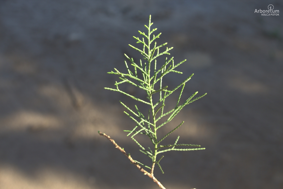 D-3-76_Juniperus chinensis ‘Keteleeri’_v2