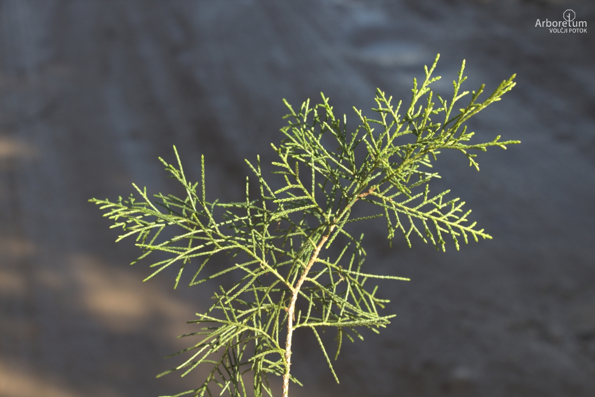 D-3-76_Juniperus chinensis ‘Keteleeri’_v3