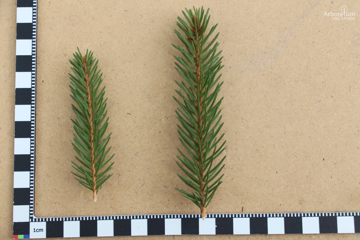 D-3-78_Picea abies ‘Silva Tarouca’_l6_april