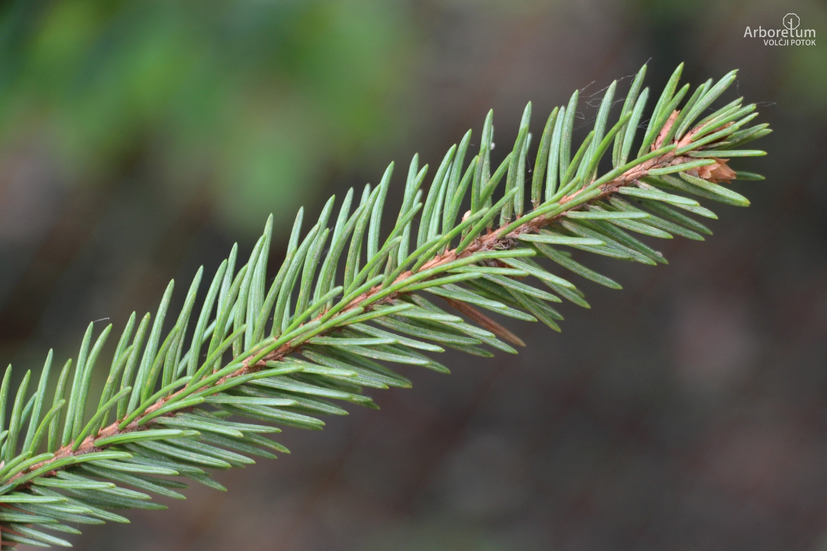 D-3-78_Picea abies ‘Silva Tarouca’_v5_april