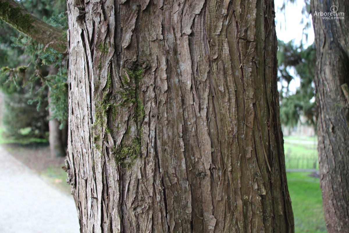 D-3-85_Juniperus chinensis ‘Monarch’_d