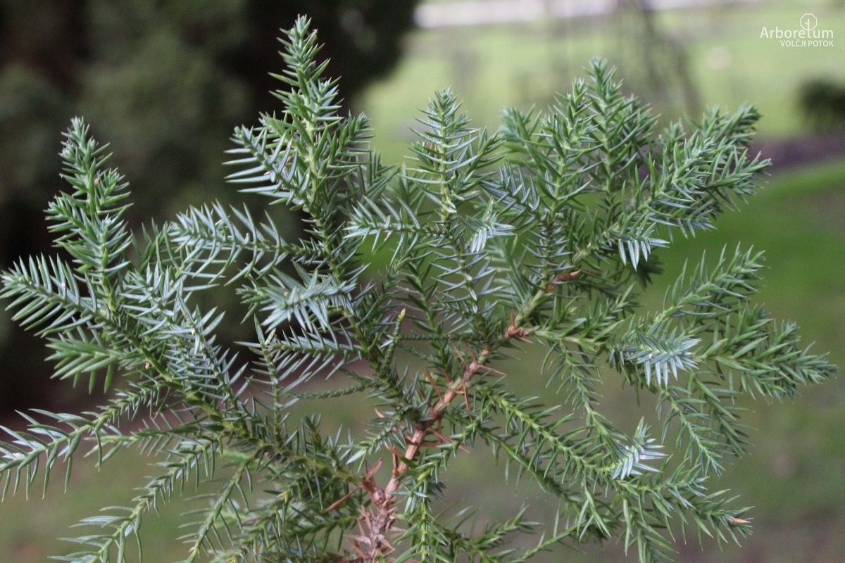 D-3-85_Juniperus chinensis ‘Monarch’_v