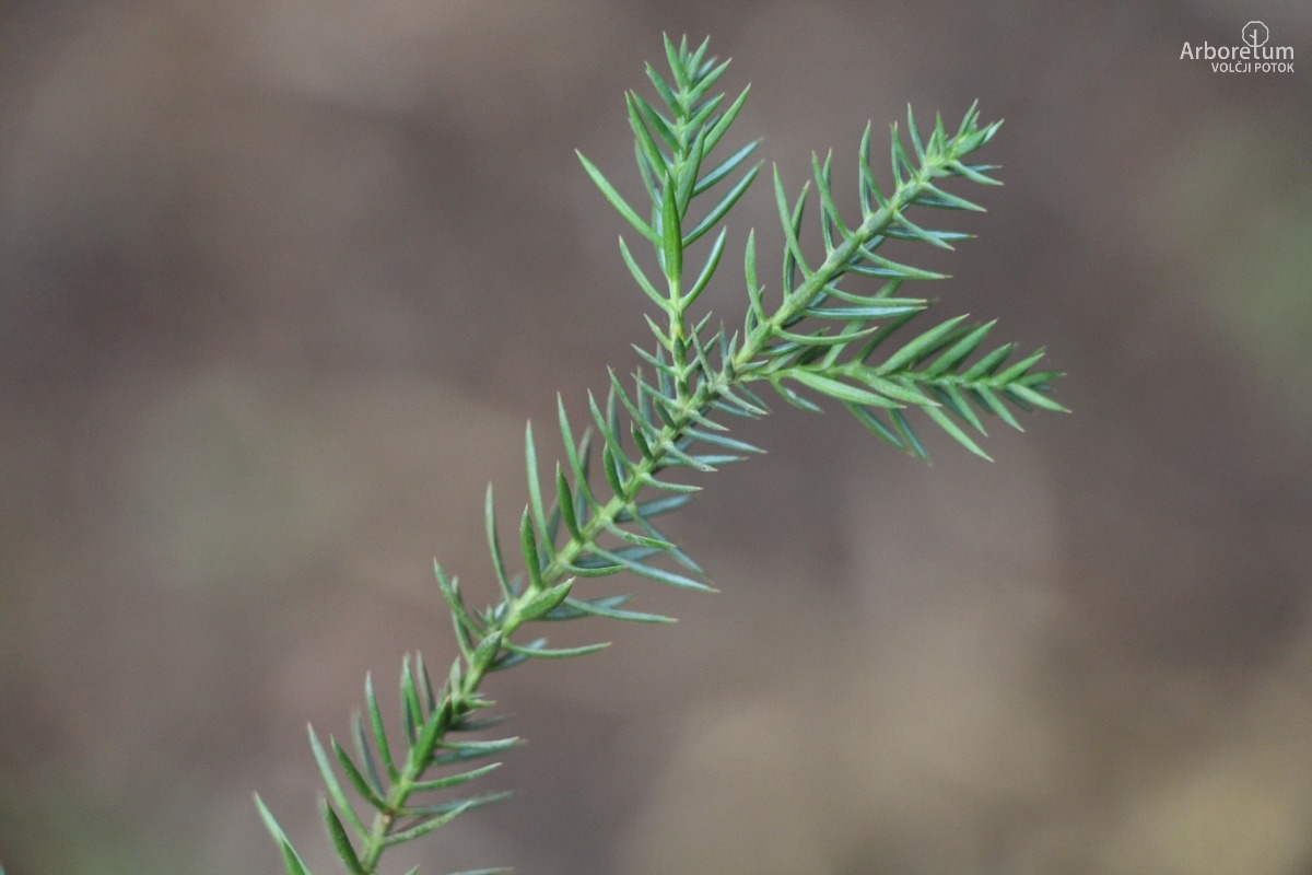 D-3-85_Juniperus chinensis ‘Monarch’_v3