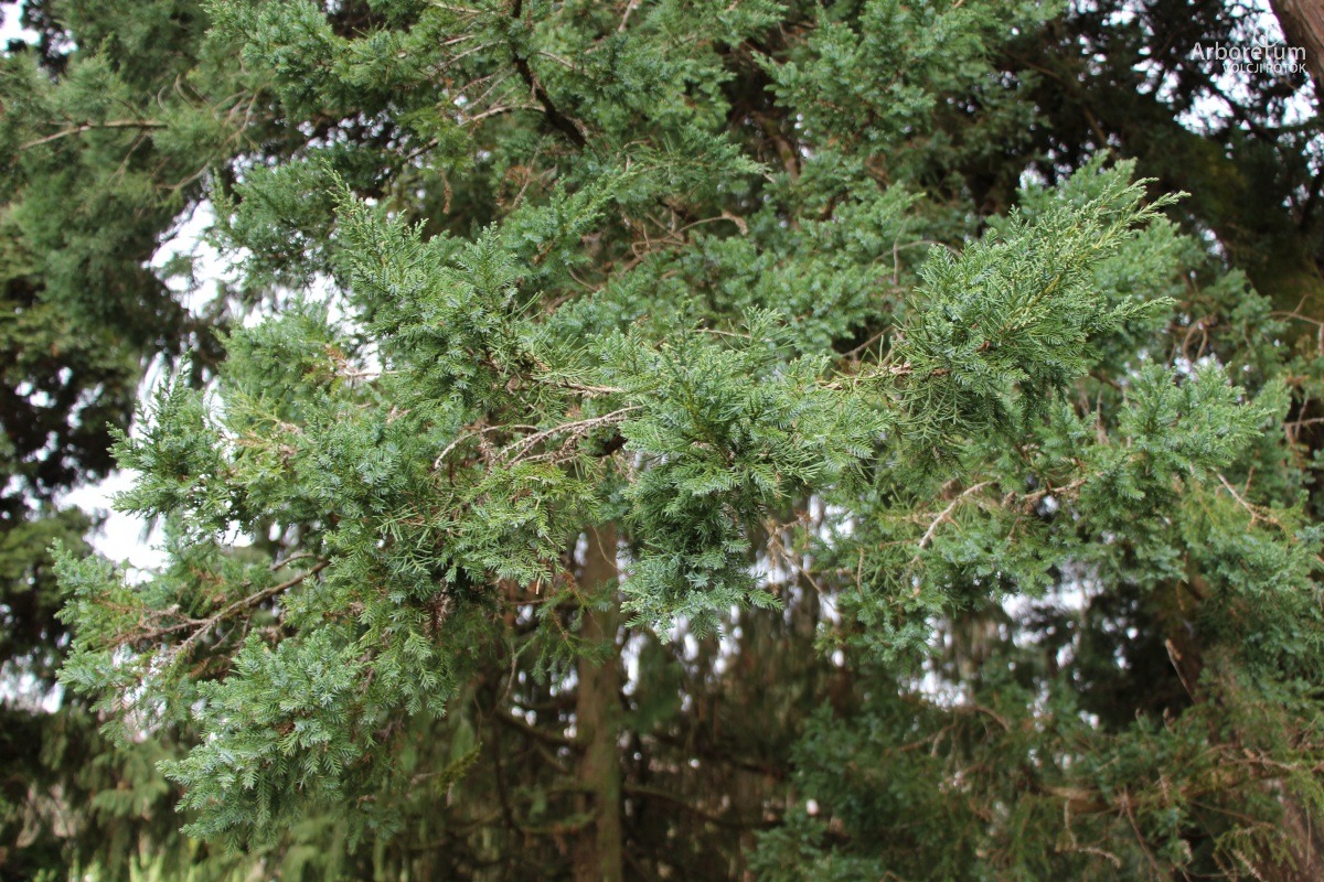 D-3-85_Juniperus chinensis ‘Monarch’_v4