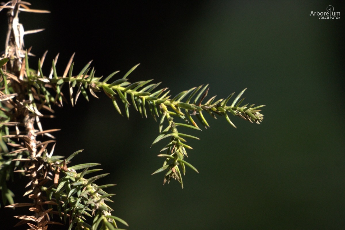 D-3-85_Juniperus chinensis ‘Monarch’_v5