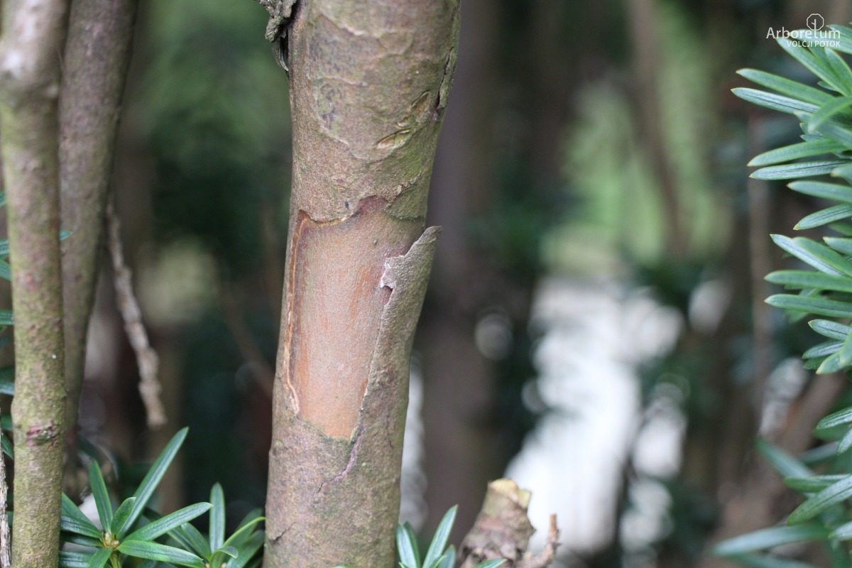 D-3-89_Taxus baccata ‘Fastigiata Aurea’_d