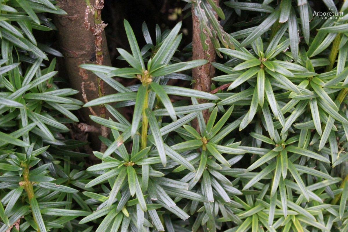 D-3-89_Taxus baccata ‘Fastigiata Aurea’_v