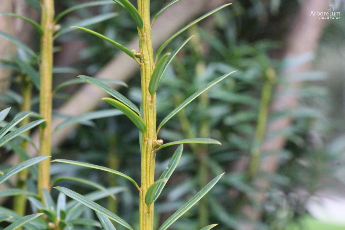 D-3-89_Taxus baccata ‘Fastigiata Aurea’_v2