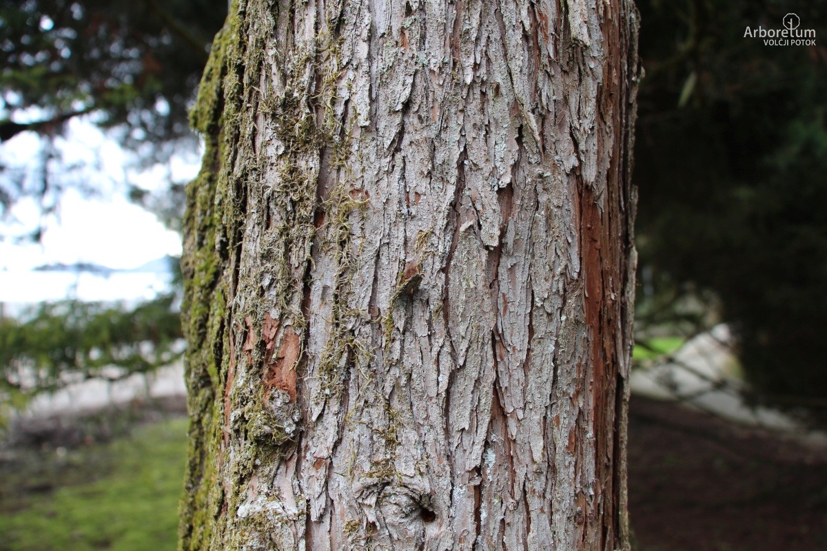 D-3-93_Chamaecyparis pisifera ‘Filifera Aurea’_d2