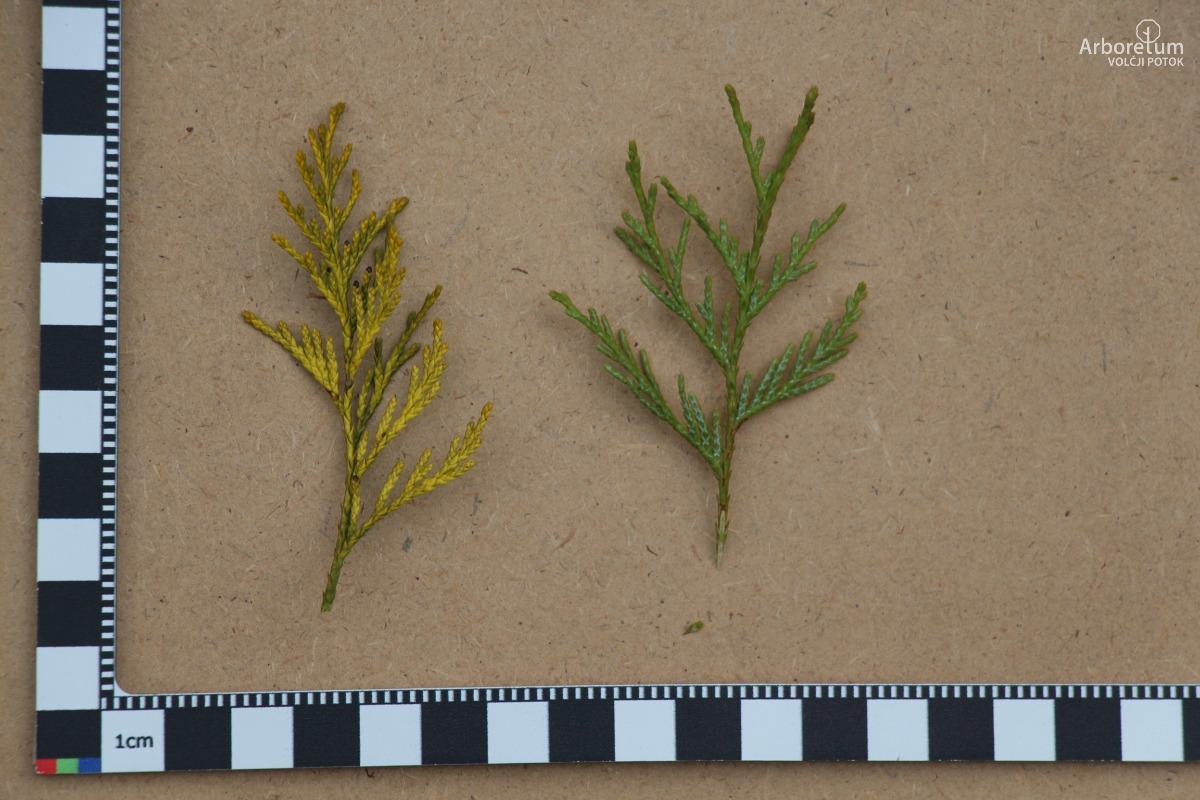 D-3-93_Chamaecyparis pisifera ‘Filifera Aurea’_l5