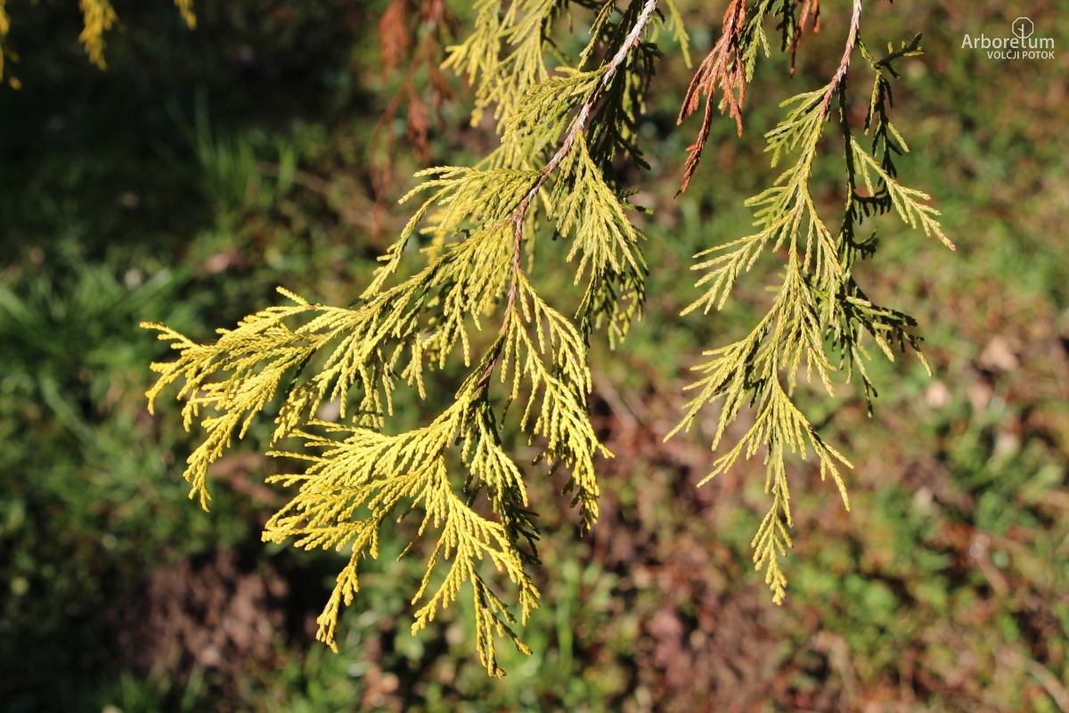 D-3-93_Chamaecyparis pisifera ‘Filifera Aurea’_v