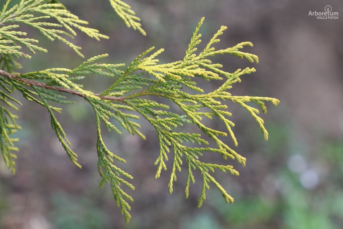 D-3-93_Chamaecyparis pisifera ‘Filifera Aurea’_v3
