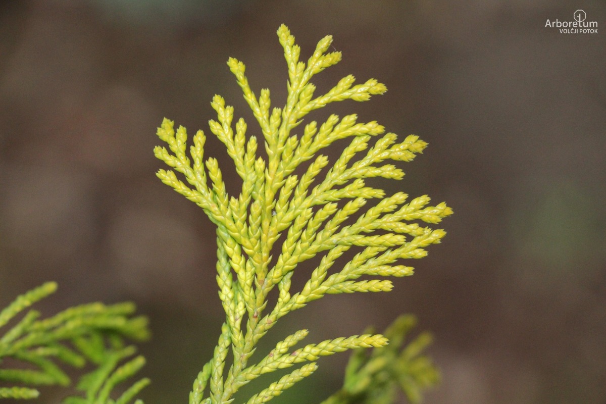 D-3-93_Chamaecyparis pisifera ‘Filifera Aurea’_v5