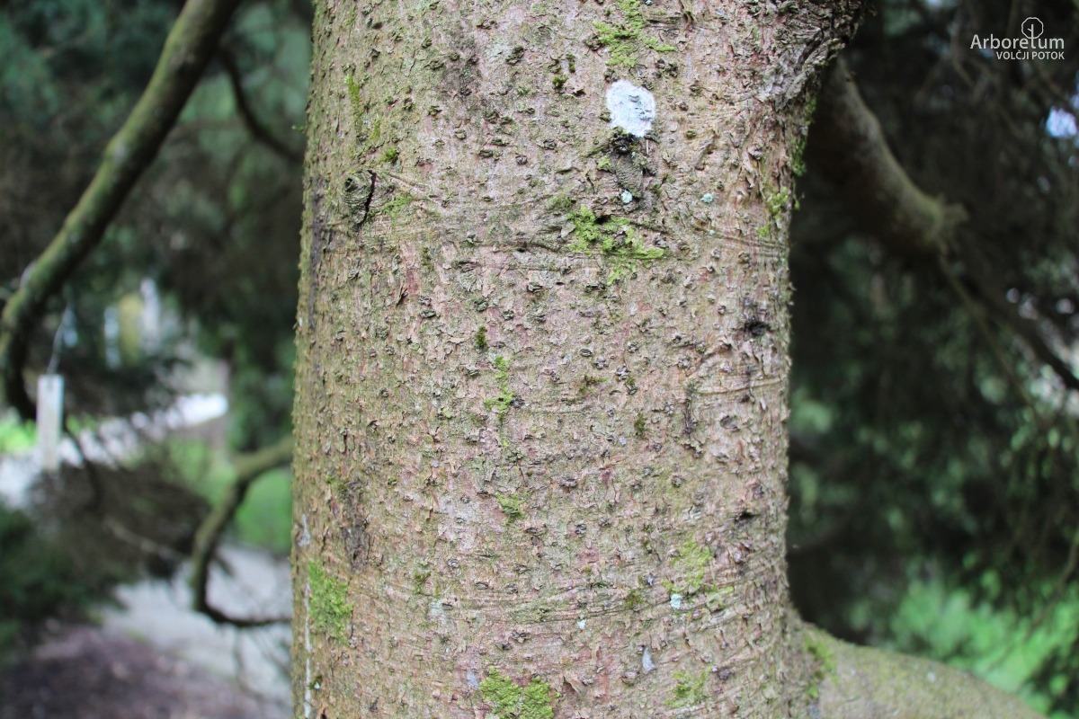 D-3-94_Picea abies ‘Ohlendorffii’_d