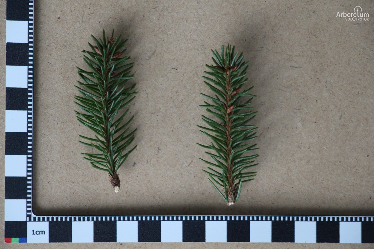 D-3-94_Picea abies ‘Ohlendorffii’_l5