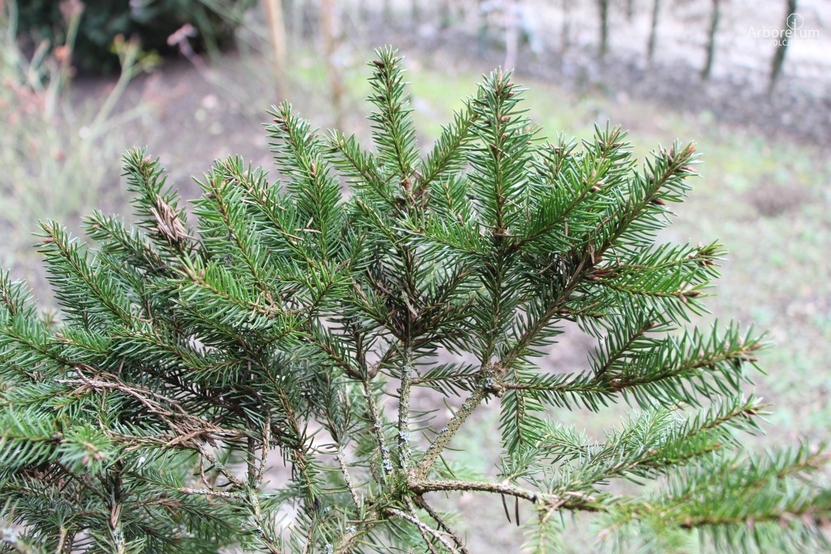 D-3-94_Picea abies ‘Ohlendorffii’_v