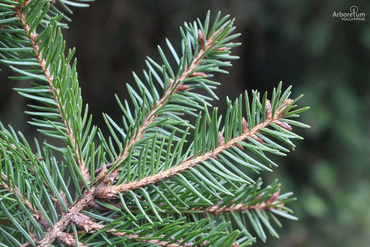 D-3-94_Picea abies ‘Ohlendorffii’_v2