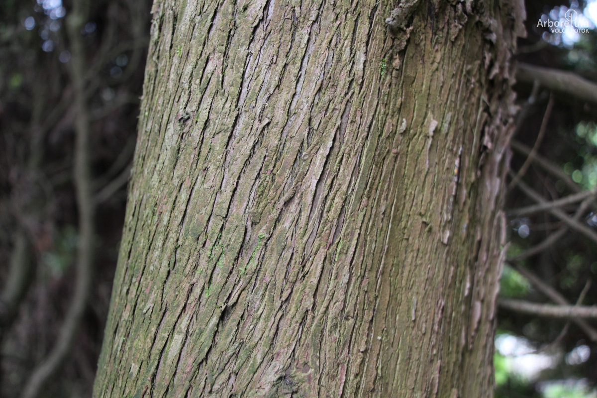 D-4-11_Thuja occidentalis ‘Malonyana’_d