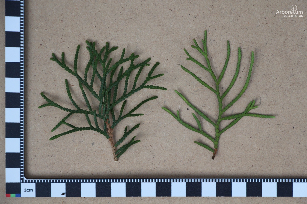D-4-11_Thuja occidentalis ‘Malonyana’_l5