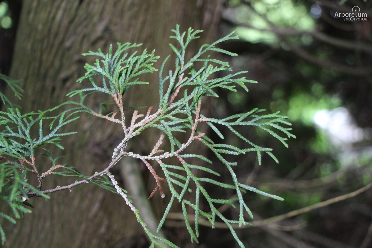 D-4-11_Thuja occidentalis ‘Malonyana’_v