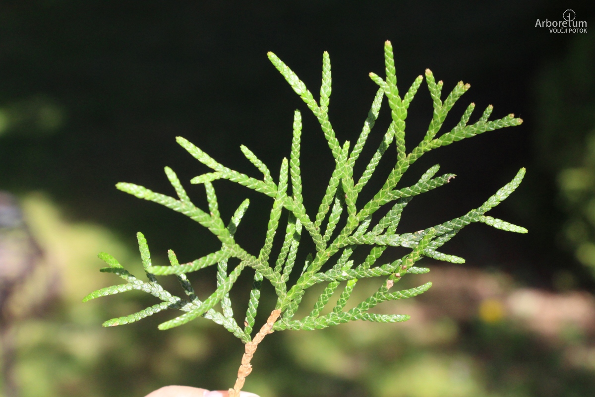 D-4-11_Thuja occidentalis ‘Malonyana’_v3
