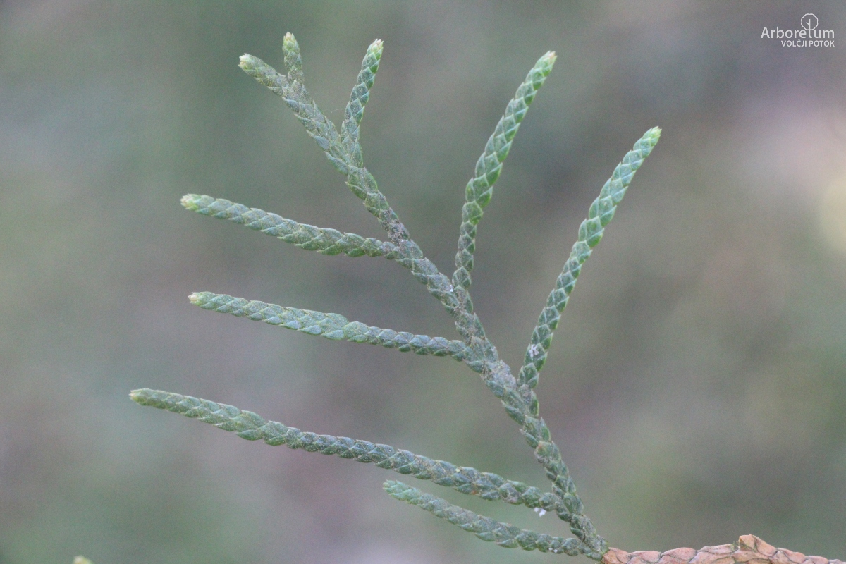 D-4-11_Thuja occidentalis ‘Malonyana’_v4