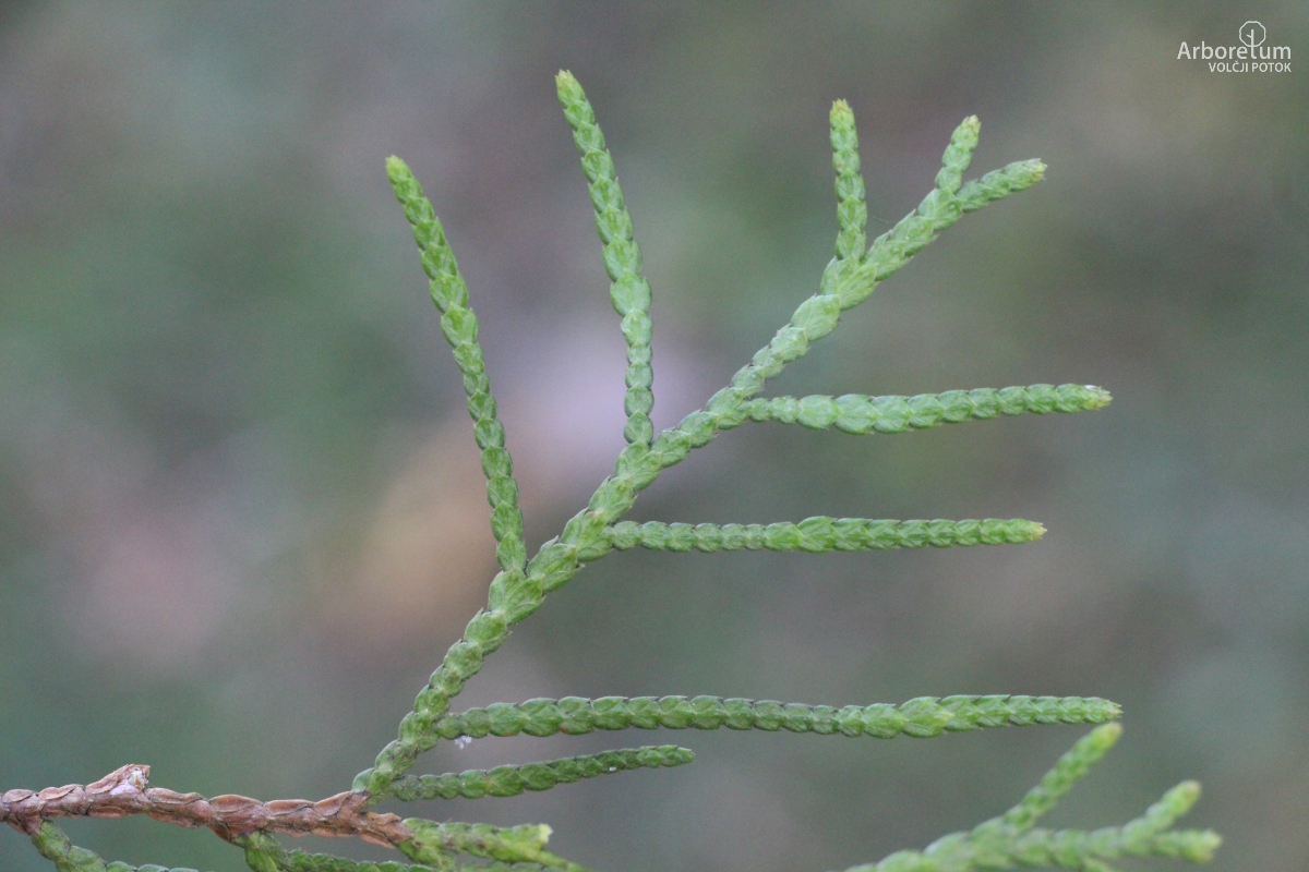 D-4-11_Thuja occidentalis ‘Malonyana’_v5