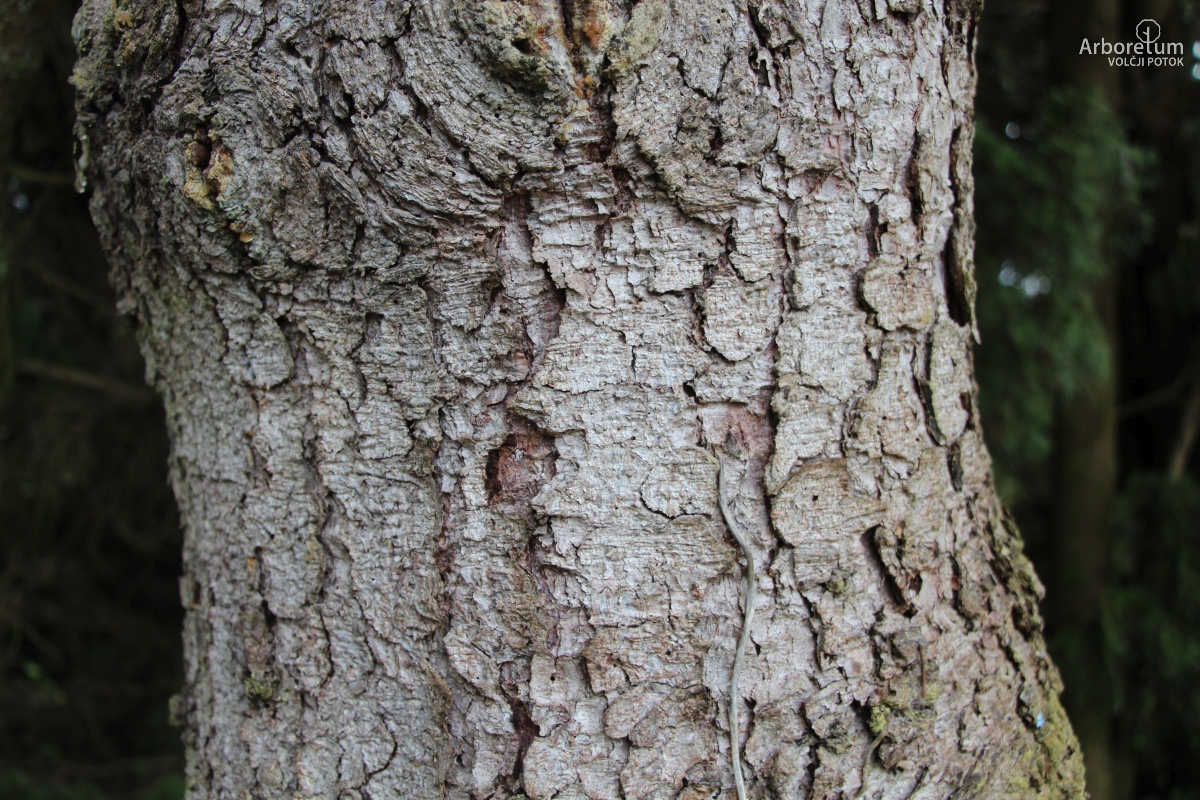 D-4-15_Picea torano_d