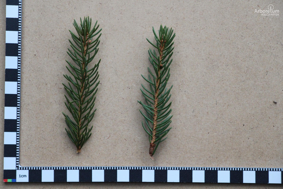 D-4-15_Picea torano_l5