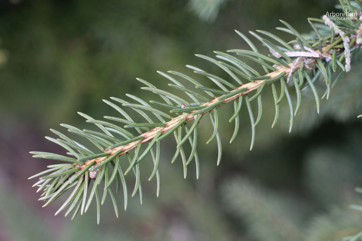 D-4-15_Picea torano_v
