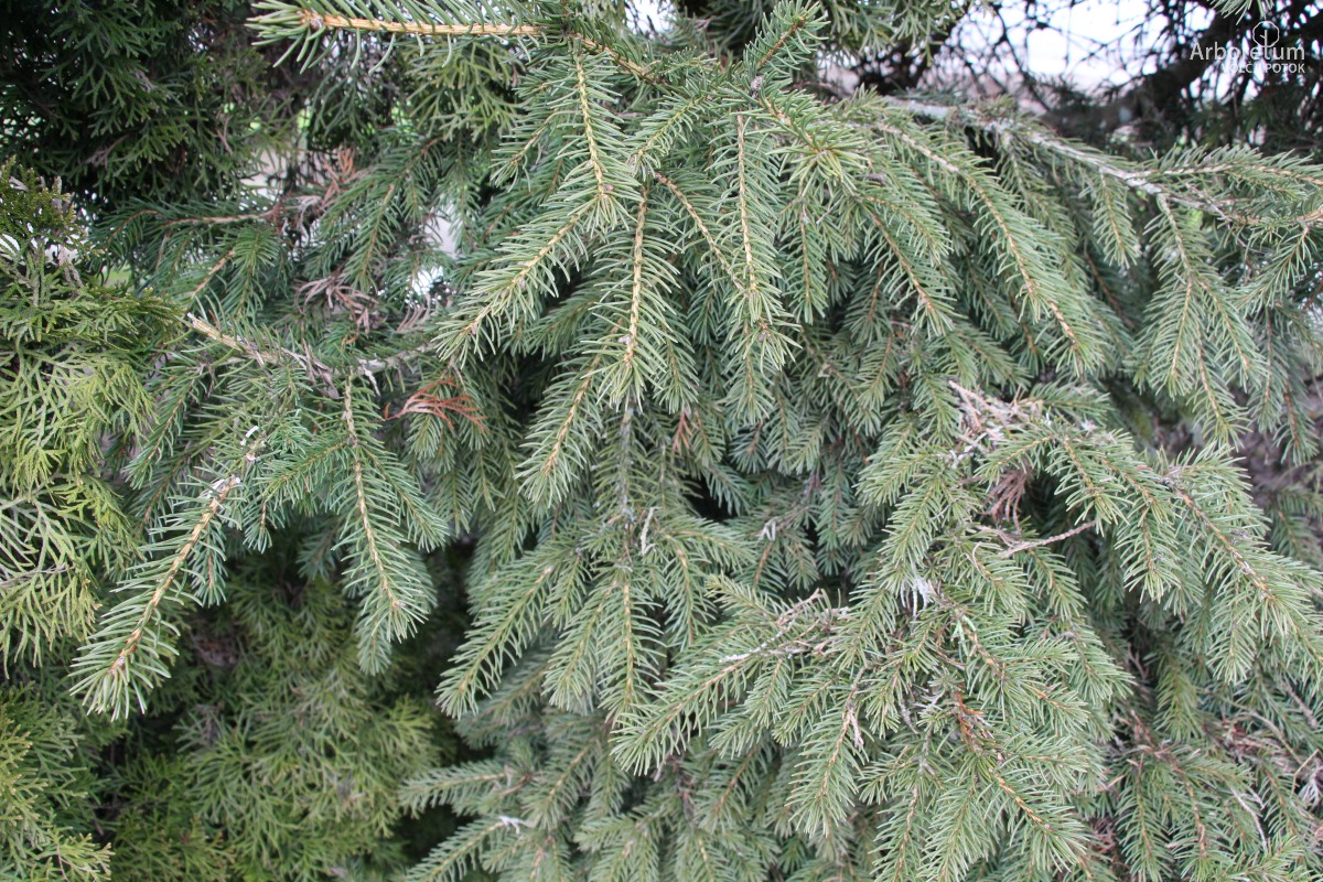 D-4-15_Picea torano_v4