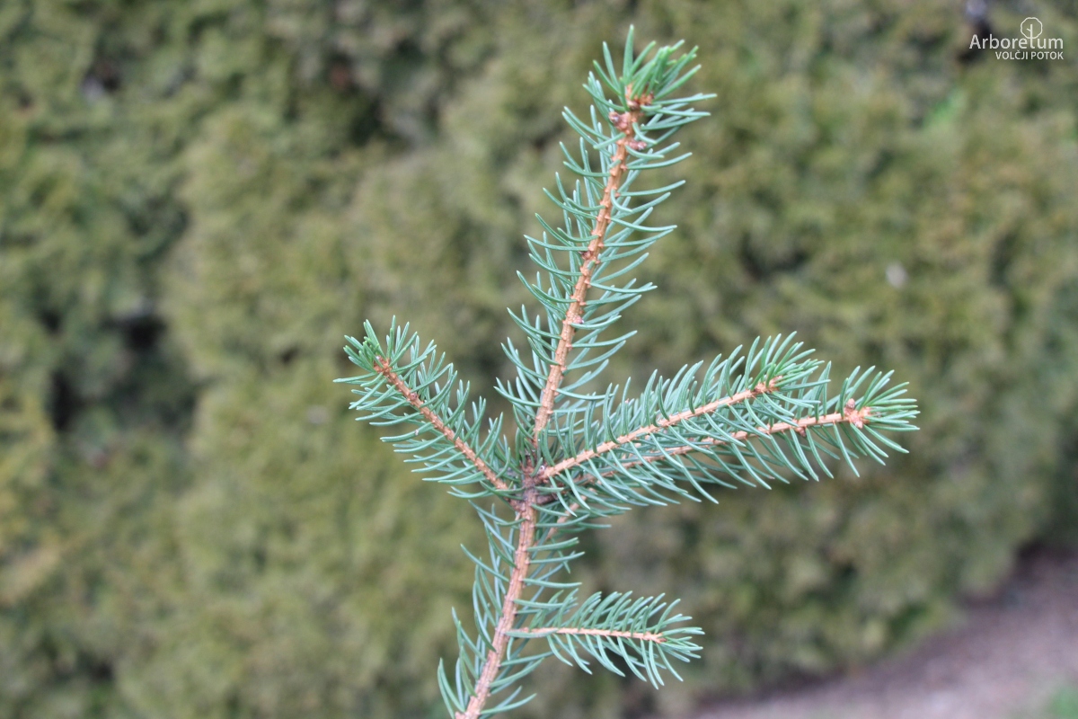 D-4-15_Picea torano_v5
