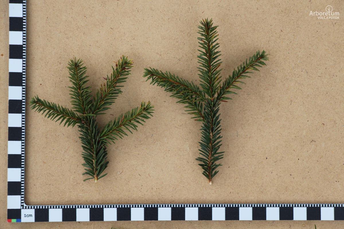 D-4-3_Picea abies ‘Procumbens’_l5