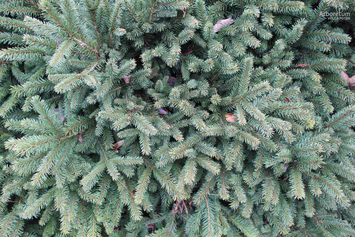 D-4-3_Picea abies ‘Procumbens’_v