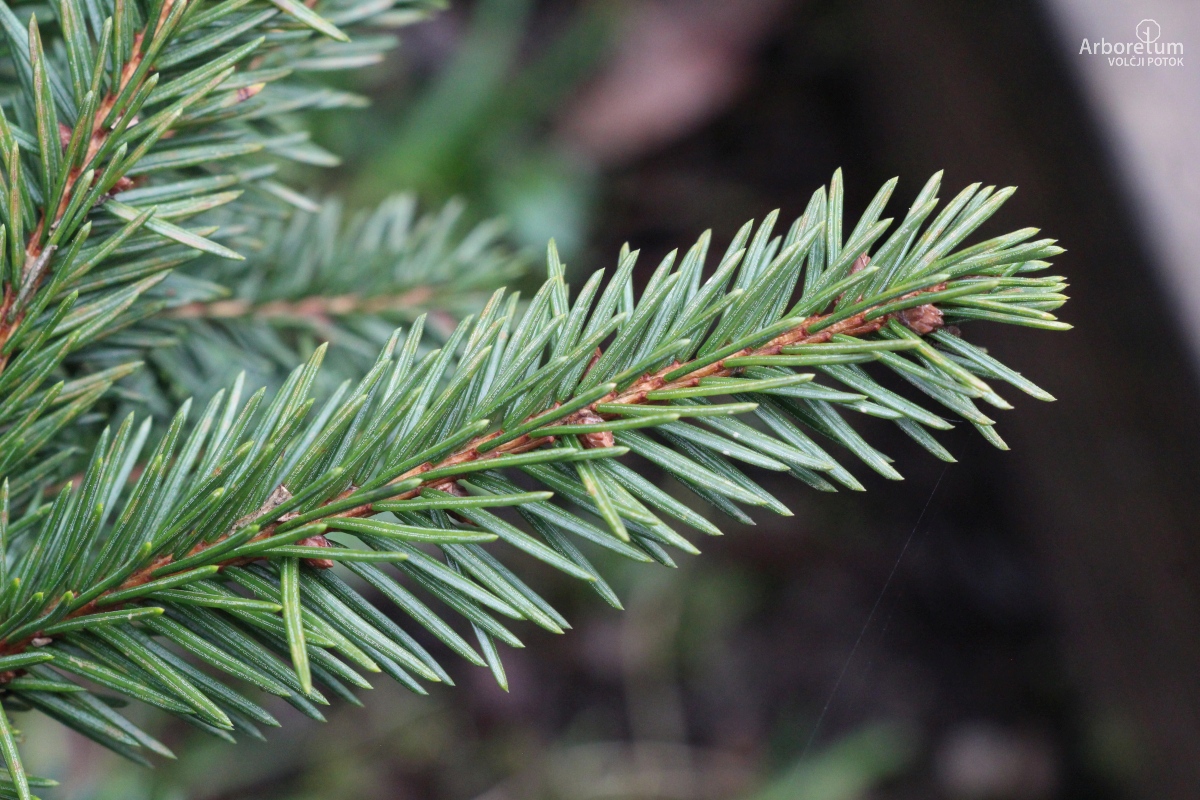 D-4-3_Picea abies ‘Procumbens’_v4