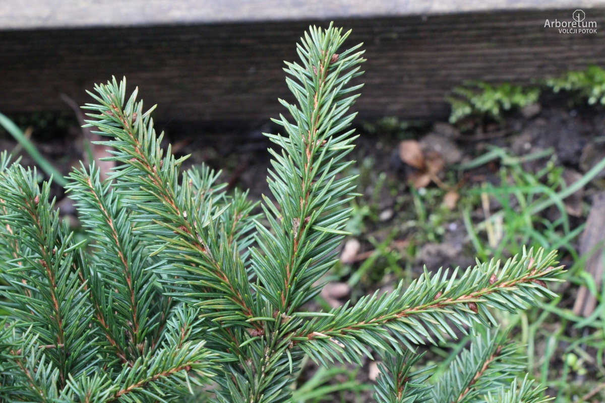 D-4-3_Picea abies ‘Procumbens’_v5