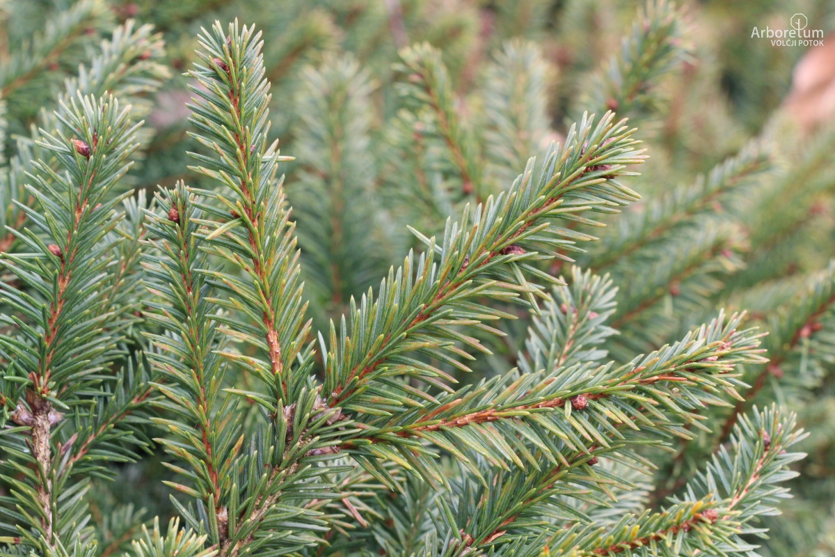 D-4-3_Picea abies ‘Procumbens’_v6