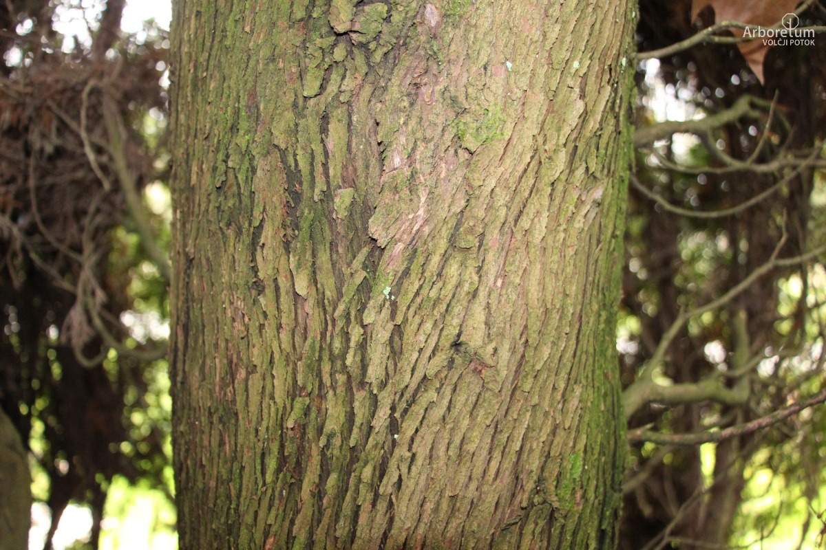 D-5-23_Thuja occidentalis ‘Columna’_d