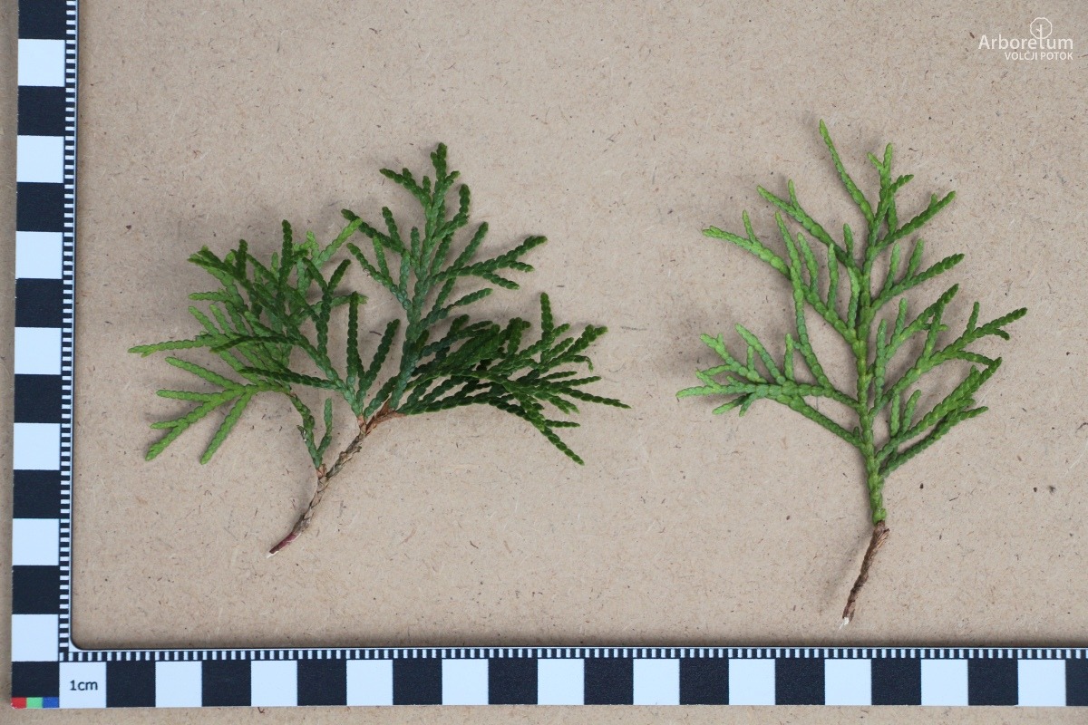 D-5-23_Thuja occidentalis ‘Columna’_l5