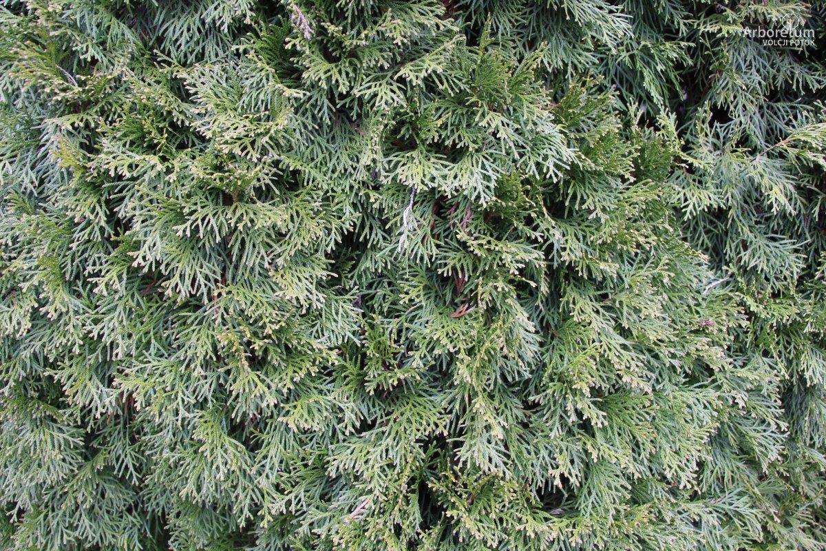 D-5-23_Thuja occidentalis ‘Columna’_v