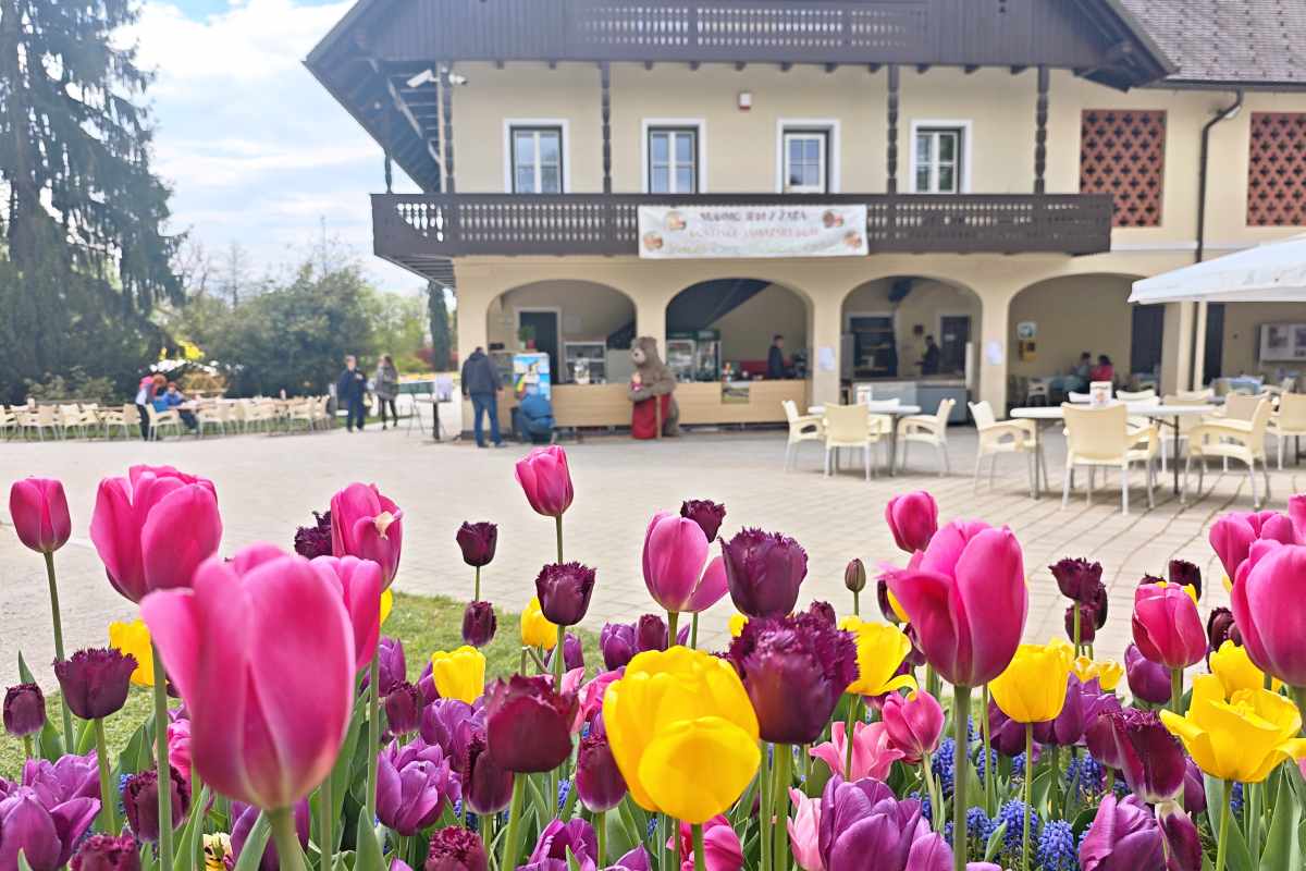Pisani tulipani v ospredju ustvarjajo spomladanski okvir za pogled na Gostišče Jamarski dom pod arkadami pristave. Fotografija povezuje kulinarični postanek z vzdušjem cvetočega Arboretuma.