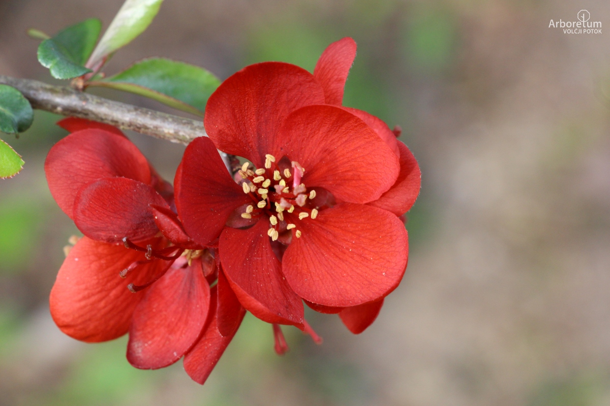 K-3-614_Chaenomeles × superba ‘Nicoline’_c3