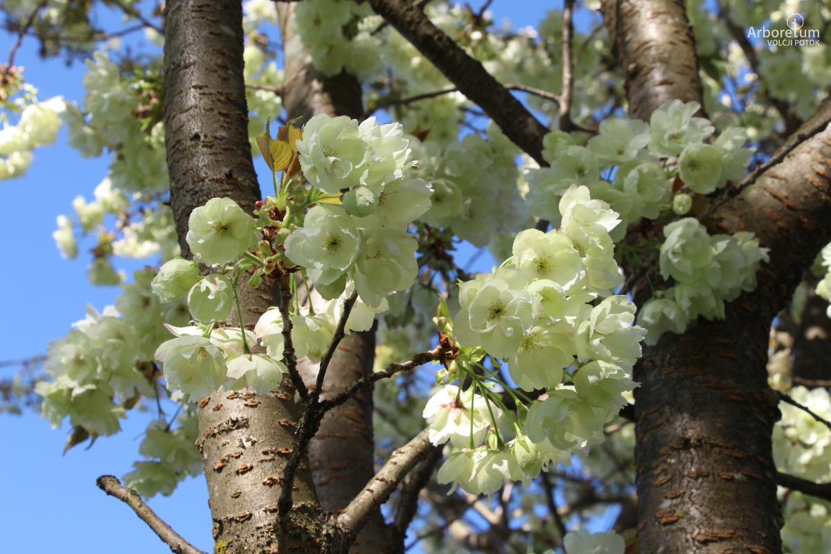 L-1-133_Prunus serrulata ‘Ukon’_c4