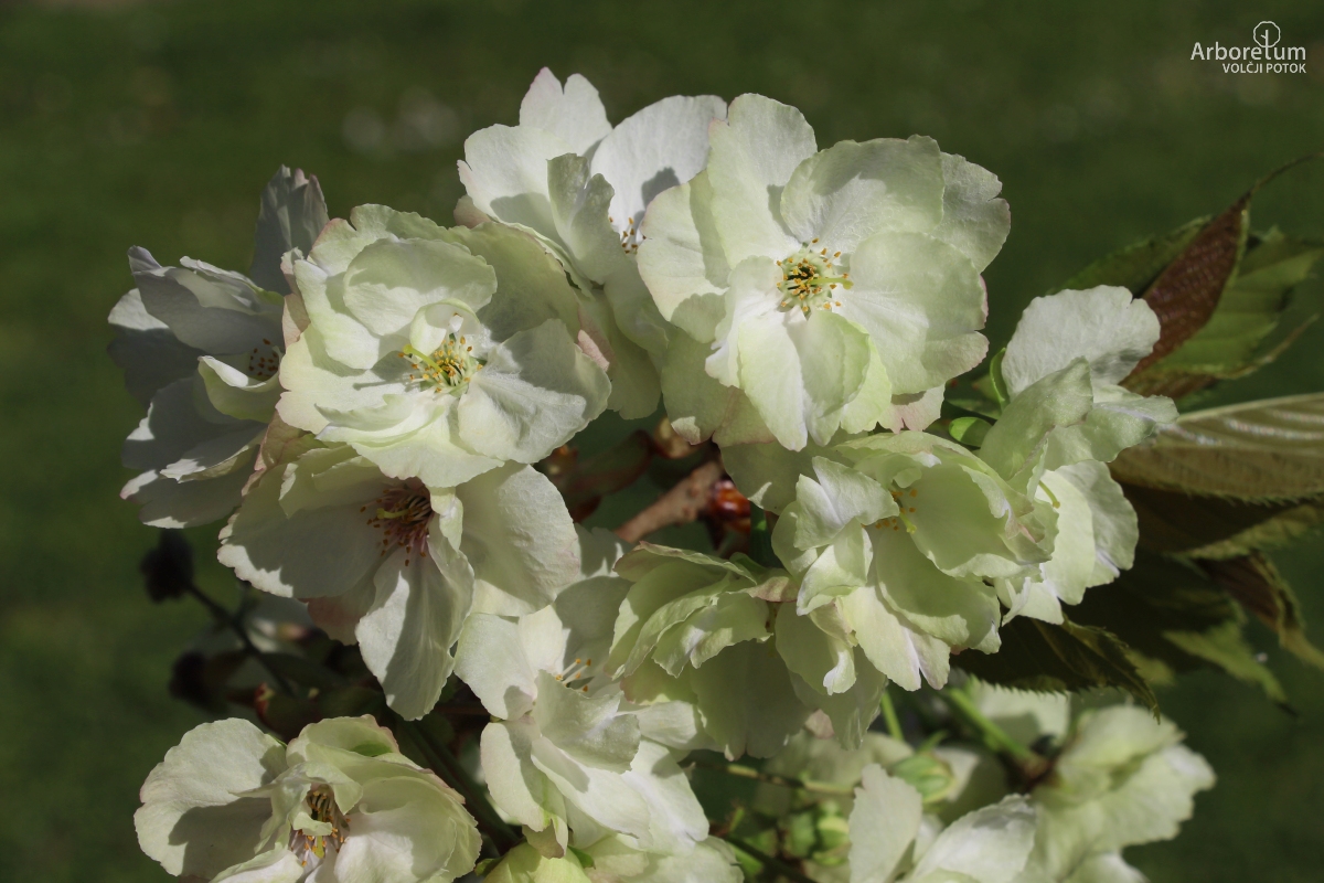 L-1-133_Prunus serrulata ‘Ukon’_c5