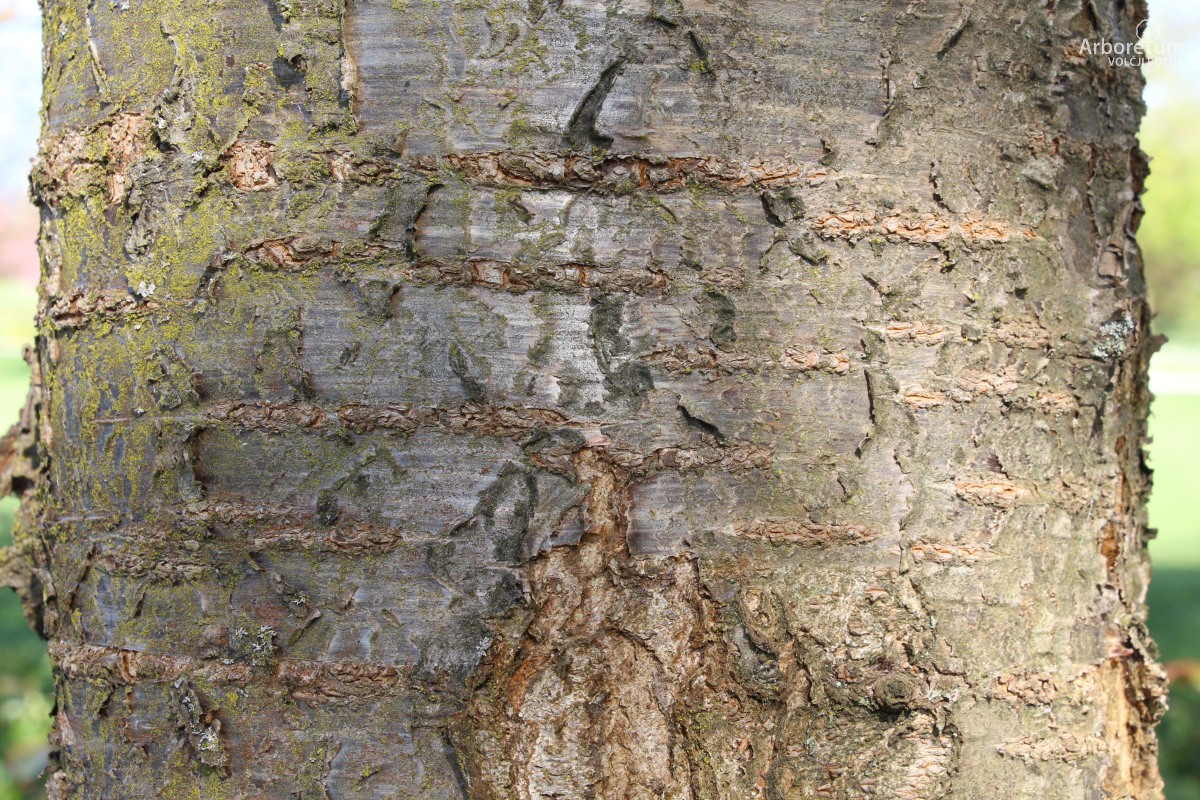 L-1-133_Prunus serrulata ‘Ukon’_d4
