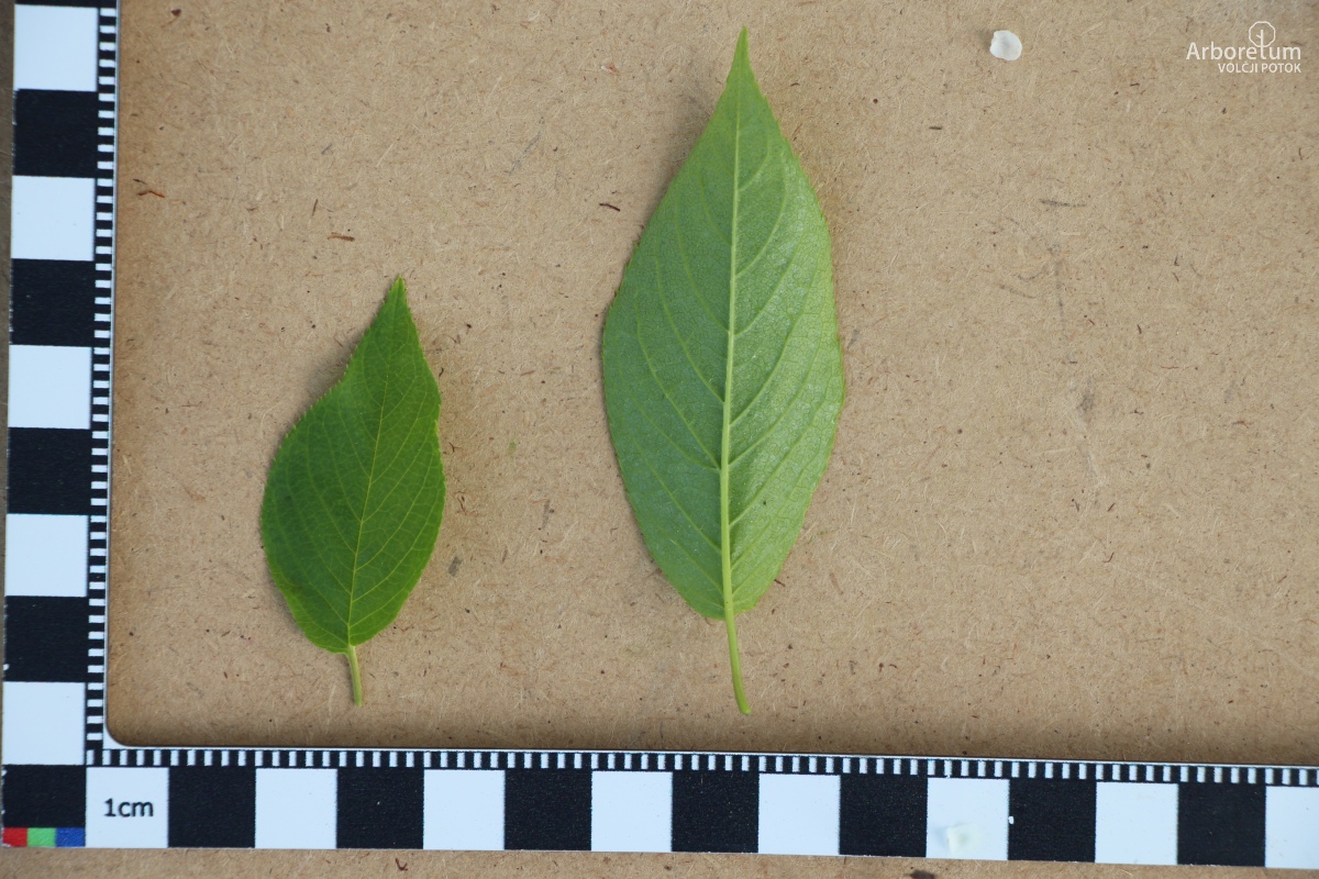 L-3-100_Prunus maackii_c13