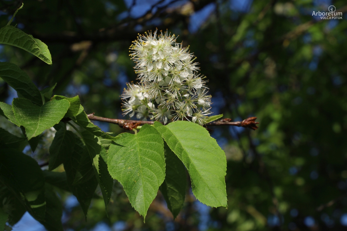 L-3-100_Prunus maackii_c14