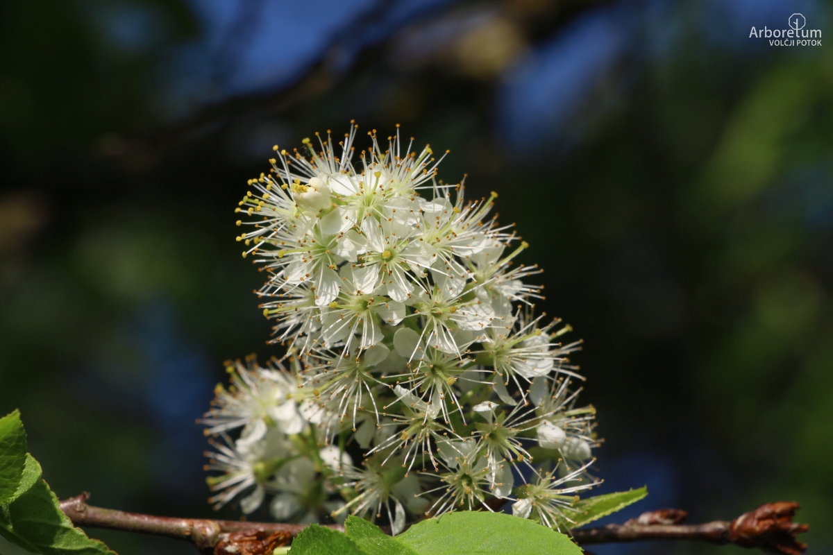 L-3-100_Prunus maackii_c15