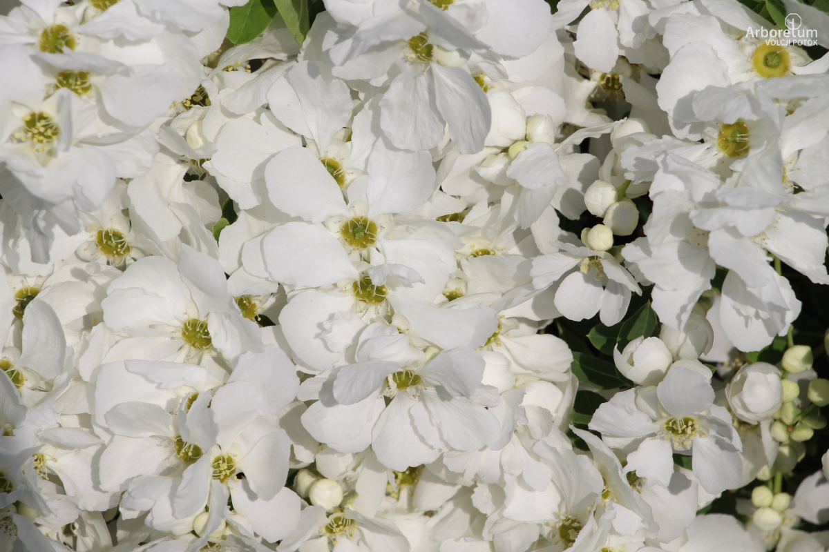 L-3-39_Exochorda × macrantha ‘The Bride’_c10_april