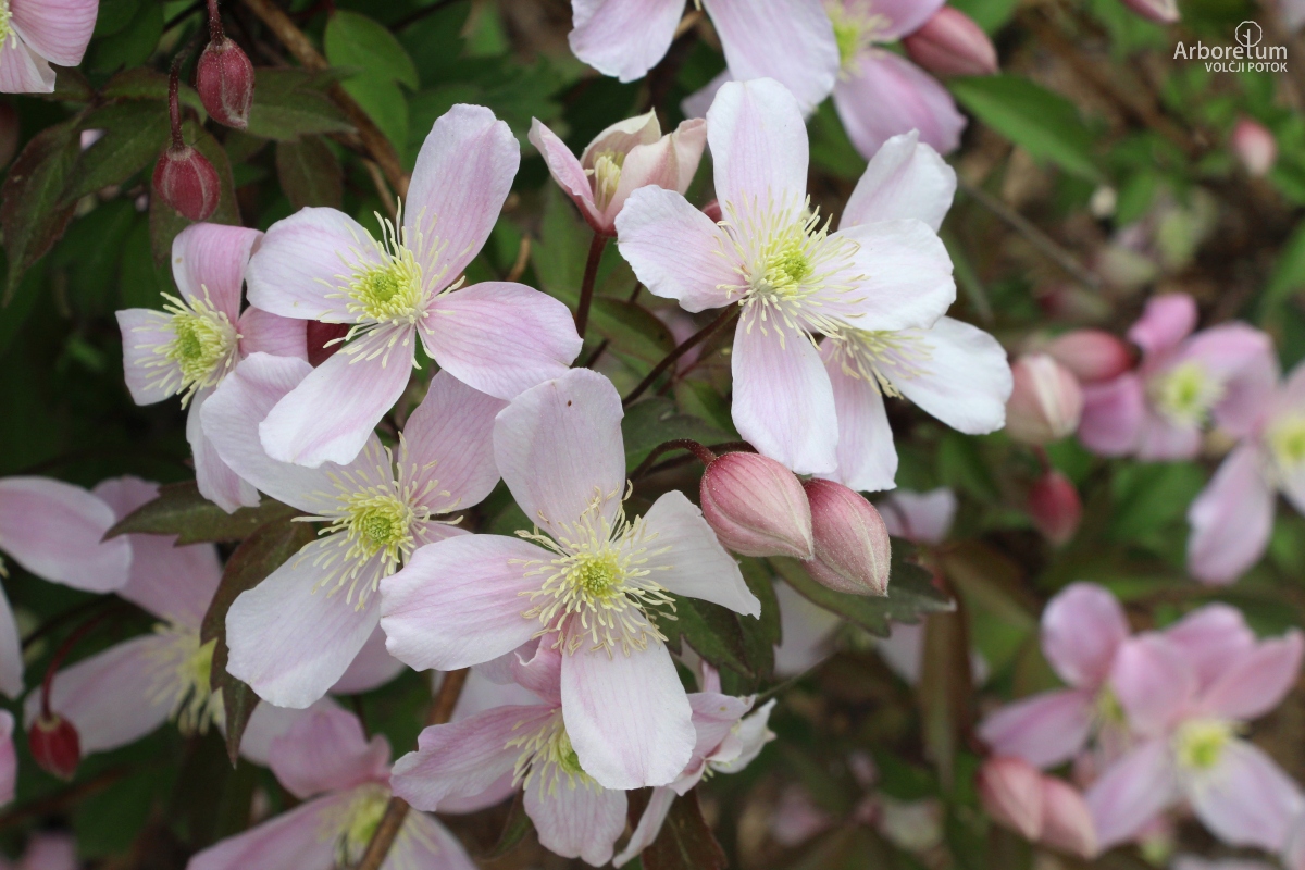 N-1-217_Clematis montana var. rubens_c_april